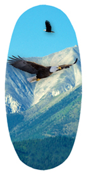 DASOV 130 Soaring Eagle Im Free